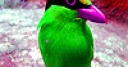 Jeu Green little bird slide puzzle