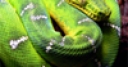 Jeu Green Snake
