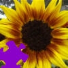 Jeu Harvest Sunflower Jigsaw en plein ecran