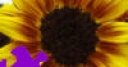 Jeu Harvest Sunflower Jigsaw