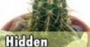 Jeu Hidden Cactus