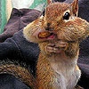 Jeu Hungry cute squirrel slide puzzle en plein ecran