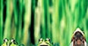 Jeu Hungry frogs slide puzzle
