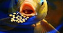 Jeu Hungry yellow fish slide puzzle