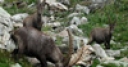 Jeu Jigsaw: Alpine Ibex