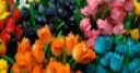 Jeu Jigsaw: Amsterdam Tulips