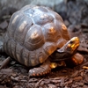 Jeu Jigsaw: Angry Turtle en plein ecran
