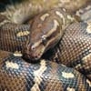 Jeu Jigsaw Animals: Snake en plein ecran
