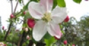 Jeu Jigsaw: Apple Blossom