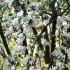 Jeu Jigsaw: Apple Tree Flowers en plein ecran