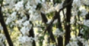 Jeu Jigsaw: Apple Tree Flowers