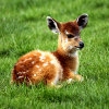 Jeu Jigsaw: Baby Antelope en plein ecran
