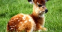 Jeu Jigsaw: Baby Antelope