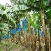 Jeu Jigsaw: Banana Plants en plein ecran