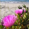 Jeu Jigsaw: Beach Flowers en plein ecran