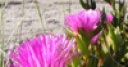 Jeu Jigsaw: Beach Flowers