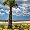 Jeu Jigsaw: Beach Tree en plein ecran
