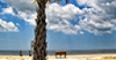 Jeu Jigsaw: Beach Tree