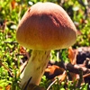 Jeu Jigsaw: Beautiful Mushroom en plein ecran