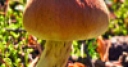 Jeu Jigsaw: Beautiful Mushroom
