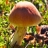 Jigsaw: Beautiful Mushroom