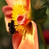 Jeu Jigsaw: Bee and Flower en plein ecran