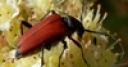 Jeu Jigsaw: Beetle