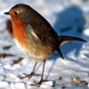 Jeu Jigsaw: Bird in Snow en plein ecran