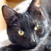 Jeu Jigsaw: Black Cat en plein ecran