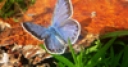 Jeu Jigsaw: Blue Butterfly