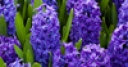 Jeu Jigsaw: Blue Hyacinths