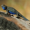 Jeu Jigsaw: Blue Lizard en plein ecran
