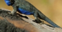Jeu Jigsaw: Blue Lizard