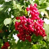 Jeu Jigsaw: Bright Berries en plein ecran