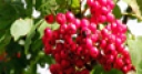 Jeu Jigsaw: Bright Berries