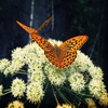 Jeu Jigsaw: Butterflies en plein ecran