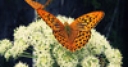 Jeu Jigsaw: Butterflies