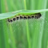 Jeu Jigsaw: Butterfly Larva en plein ecran