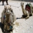 Jigsaw: Camels
