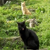 Jeu Jigsaw: Cats Trio en plein ecran