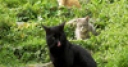 Jeu Jigsaw: Cats Trio