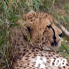 Jeu Jigsaw: Cheetah en plein ecran