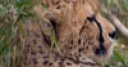 Jeu Jigsaw: Cheetah