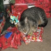 Jeu Jigsaw: Christmas Cat en plein ecran
