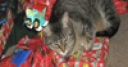 Jeu Jigsaw: Christmas Cat