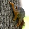 Jeu Jigsaw: Climbing Squirrel en plein ecran