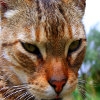 Jeu Jigsaw: Closeup Cat en plein ecran