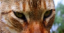 Jeu Jigsaw: Closeup Cat