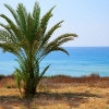 Jeu Jigsaw: Palm Tree en plein ecran