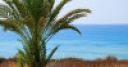 Jeu Jigsaw: Palm Tree